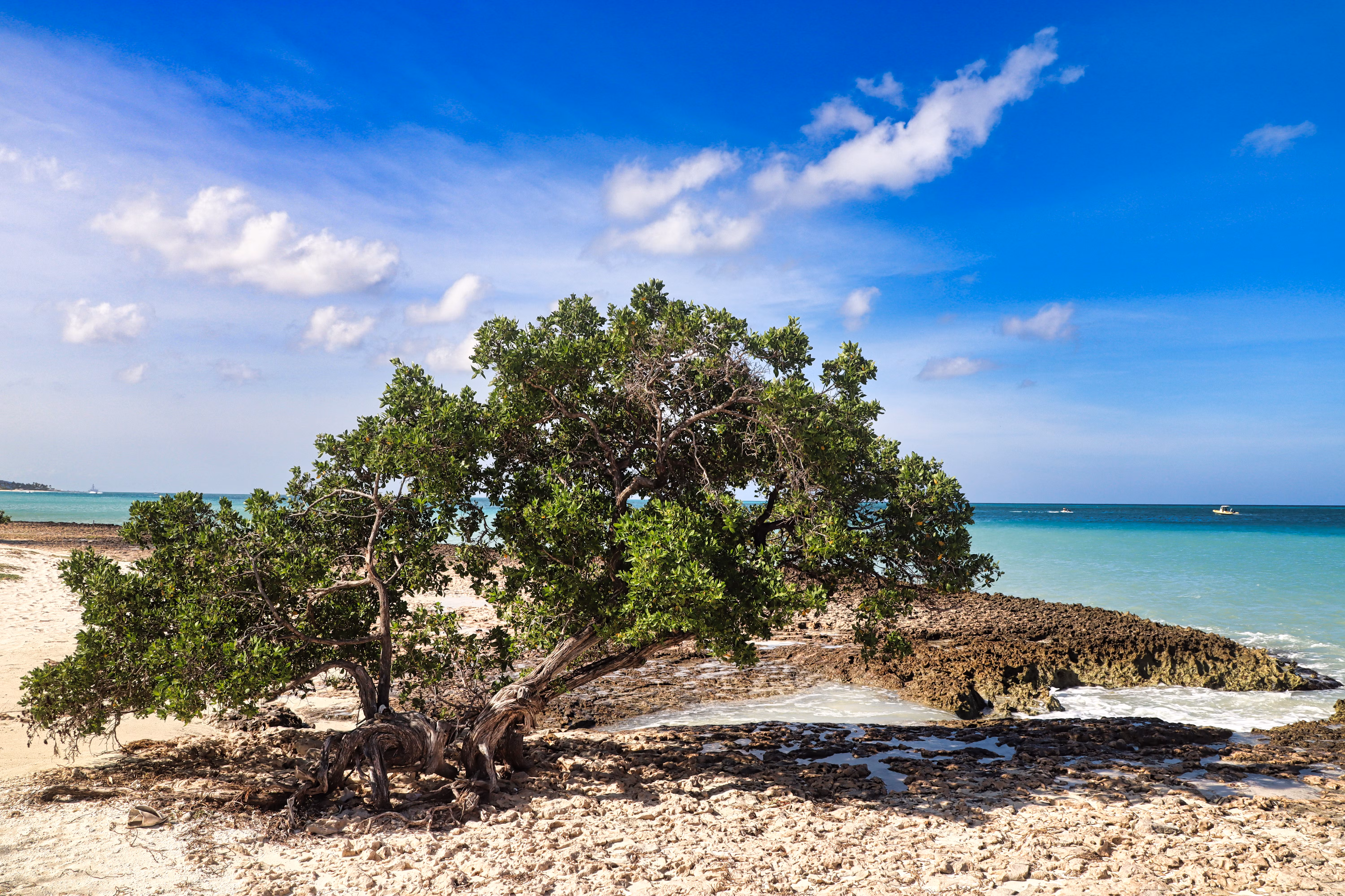 Aruba Designated as a UNESCO Biosphere Reserve