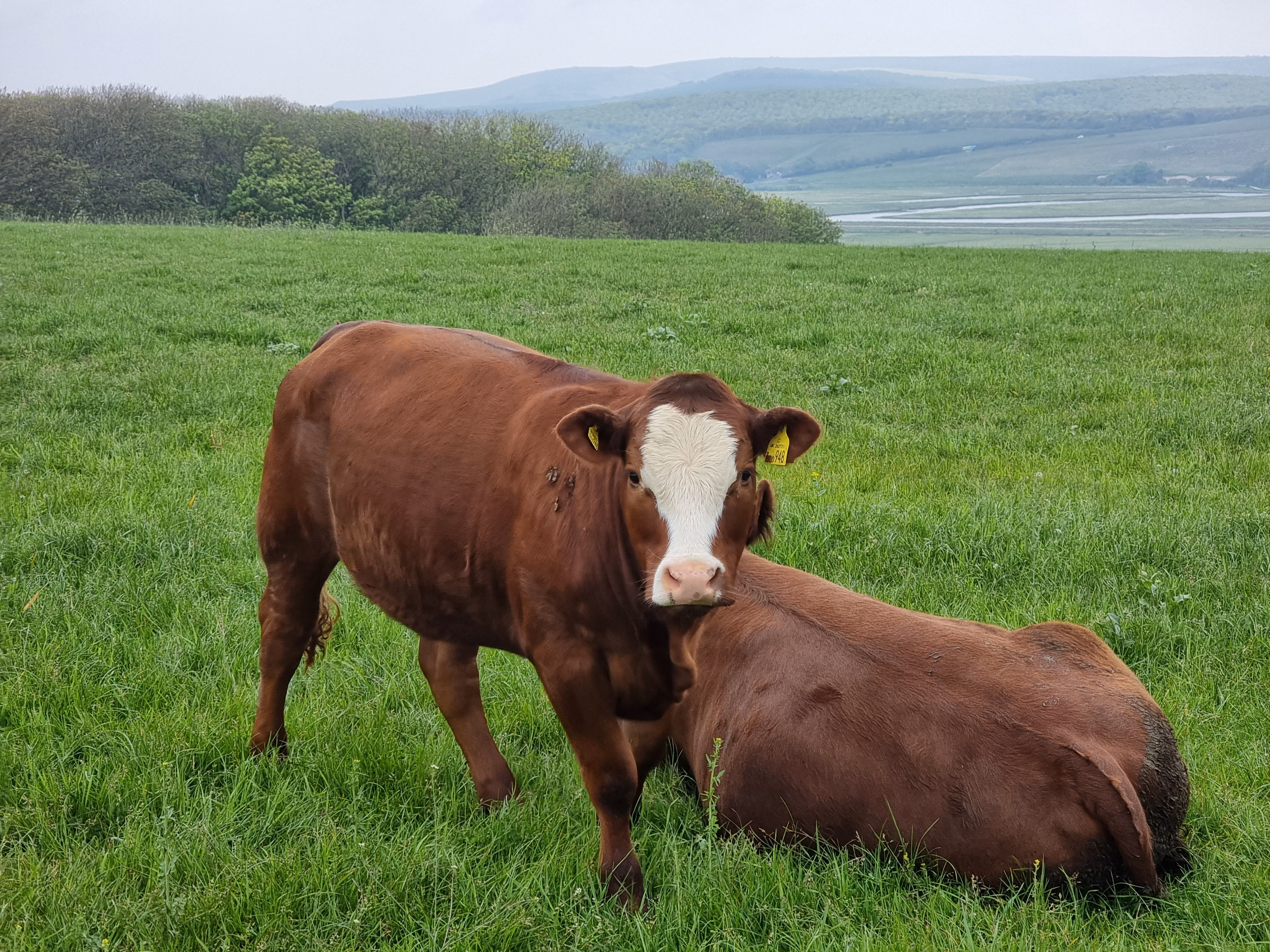 Azores Begins Cattle Testing Over Health Fears Surrounding Heavy Metal Pollution Around Lajes Air Base