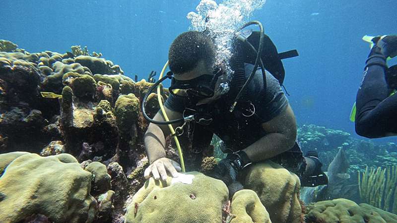 Climate-based Tool Predicts Coral Bleaching Months in Advance, Offering Critical Lead Time for Reef Protection