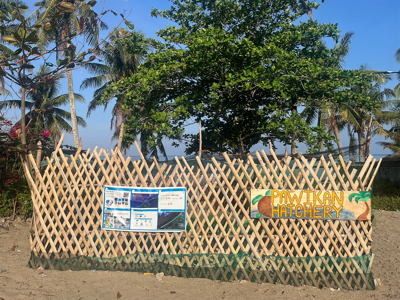 How a Community is Helping Sea Turtles Hatch in the Philippines' Palawan
