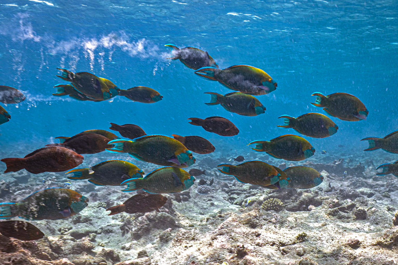 How Social Media and Parrotfish Poop are Protecting the Maldives
