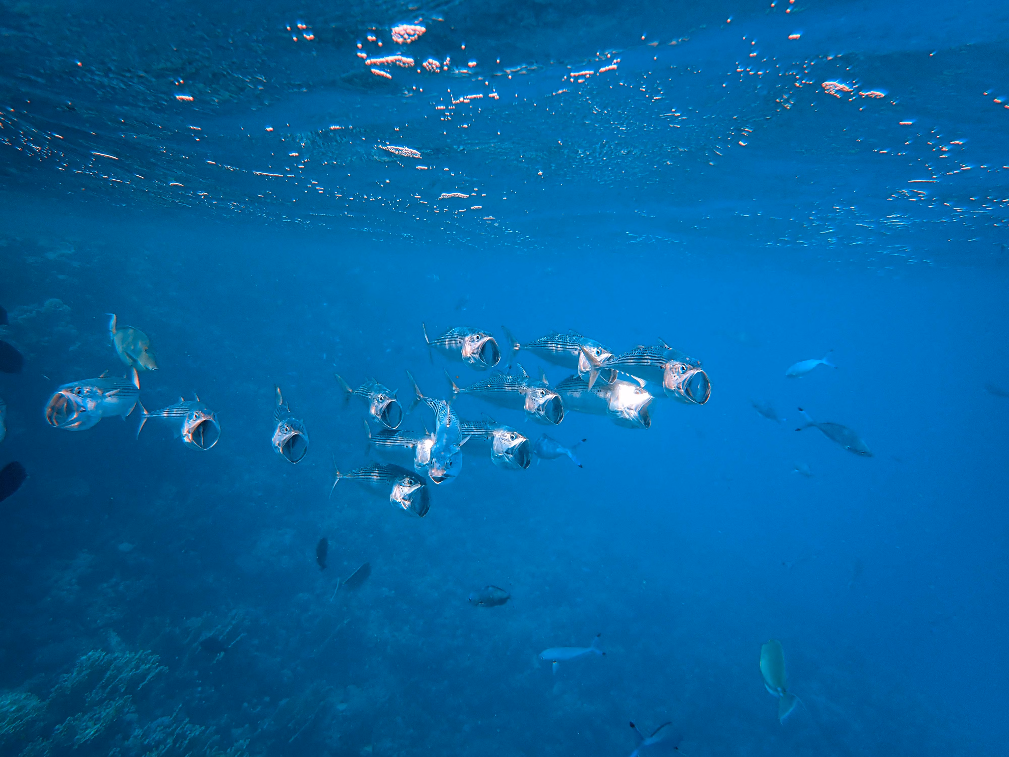 Madeira Study: Artificial Reefs Cannot Replace Natural Habitats