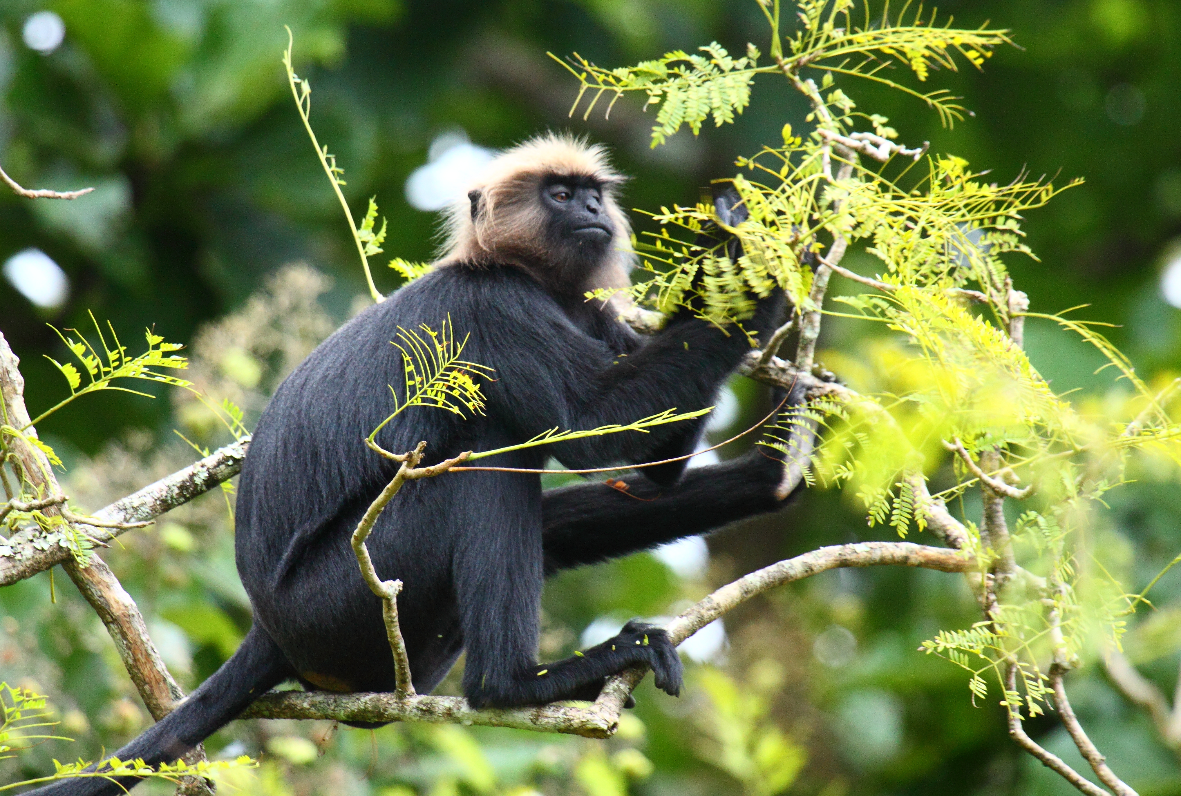 Old Fire Hoses Become Lifelines for Penang Island's Endangered Langurs