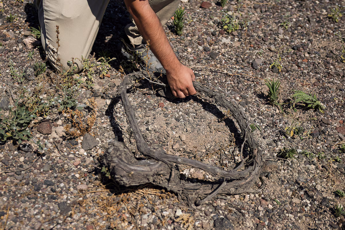 On Greek Island of Santorini, Winemakers Try to Adapt to Heat and Drought