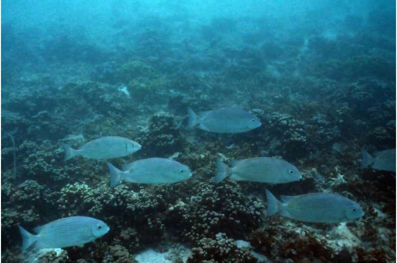 Pacific Islands to Face Food Shortages Due to Global Warming: Scientists
