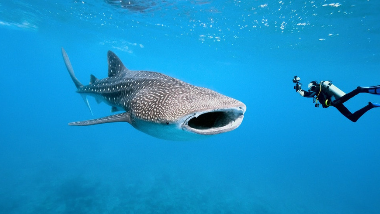 Philippines' Bohol Welcomes Back Whale Shark Encounters with Strengthened Marine Conservation Rules