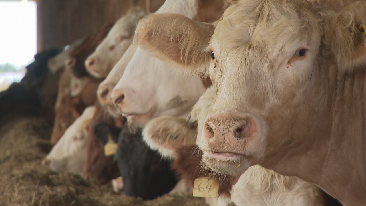 Prince Edward Island Looks to Turn Animal Waste Into Energy for Homes