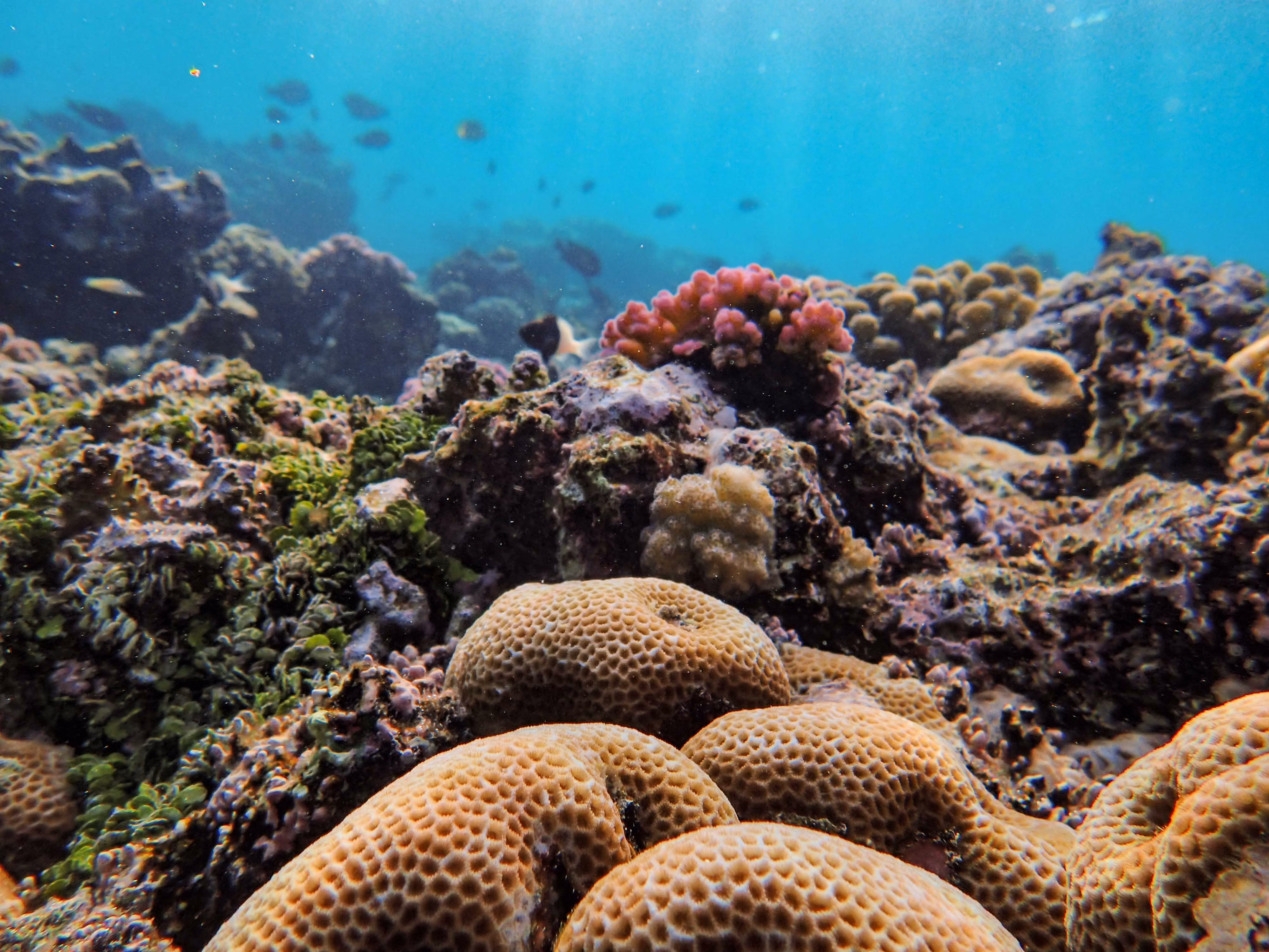 Restoration, Protection Aim to Save Belize’s Coral Reef From Extreme Heat and Disease